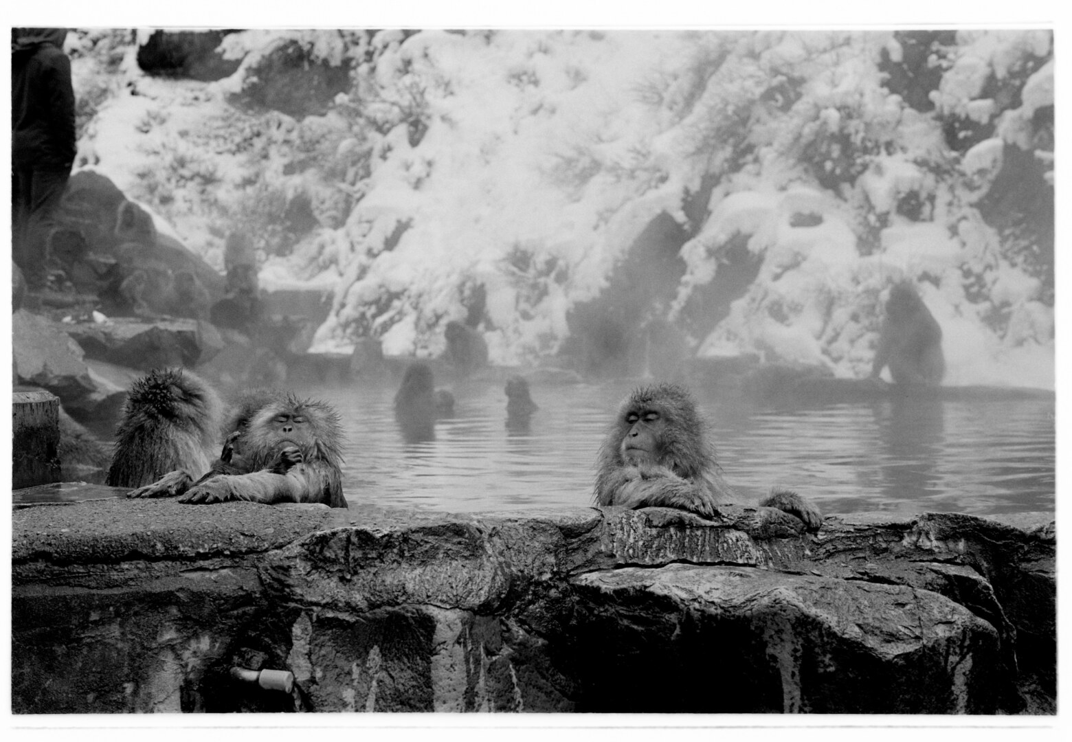 Monkey Japan travel story by Jake terry